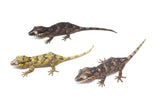 Reticulated/Banded Baby Gargoyle Gecko Special