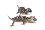Reticulated/Banded Baby Gargoyle Gecko Special