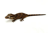 Reticulated Gargoyle Gecko