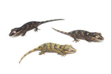 Reticulated/Banded Baby Gargoyle Gecko Special