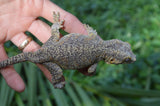 BREEDING PAIR of Orange Blotched Gargoyle Geckos