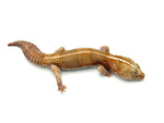 Striped Amelanistic African Fat Tail Gecko (Retired Breeder)