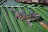 Orange Aberrant Striped Gargoyle Gecko