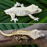 Pinstripe Lilly White Crested Gecko