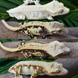 Tangerine Lilly White Pinstripe Crested Gecko