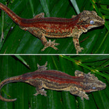 Dark Red Striped Gargoyle Gecko