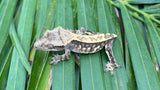 Sable Crested Gecko