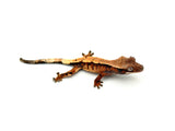 Sable Crested Gecko