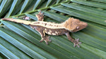 Sable Crested Gecko (Great Crests)