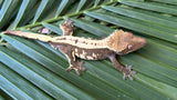 Sable Crested Gecko (Great Crests)
