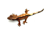Sable Crested Gecko
