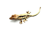 Sable Lilly White Crested Gecko