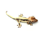 Sable Lilly White Crested Gecko