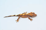 Sable Crested Gecko