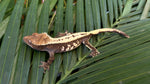 Sable Crested Gecko (Great Crests)