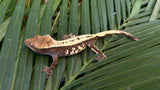 Sable Crested Gecko (Great Crests)