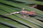 Sable Crested Gecko