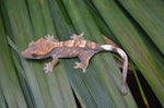 Sable Crested Gecko