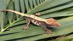 Sable Crested Gecko (Great Crests)