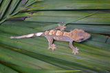 Sable Crested Gecko