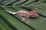 Sable Crested Gecko