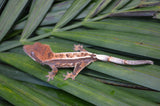 Sable Crested Gecko