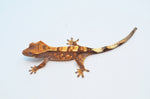 Sable Crested Gecko