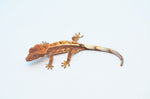 Sable Crested Gecko