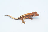 Sable Crested Gecko