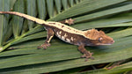Sable Crested Gecko (Great Crests)