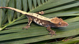 Sable Crested Gecko (Great Crests)