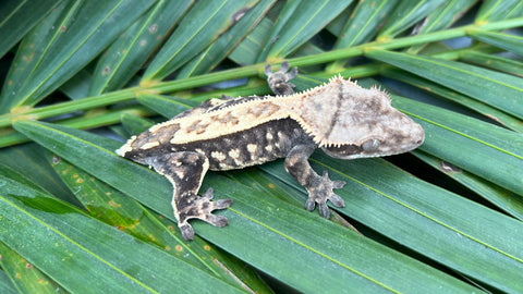 Sable Crested Gecko