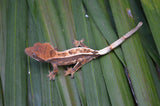 Sable Crested Gecko