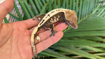 Sable Crested Gecko (Great Crests)