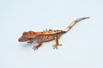 Sable Crested Gecko