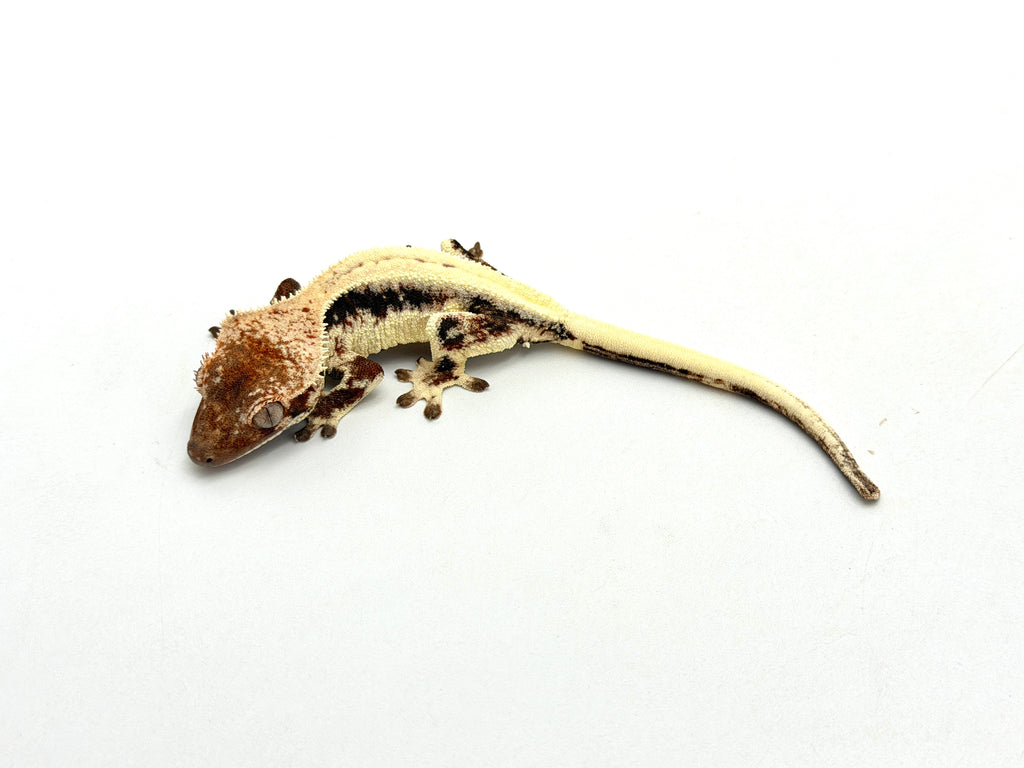 lily white dalmatian crested gecko Sable Lilly White Crested Gecko – TikisGeckos