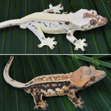 Sable Crested Gecko