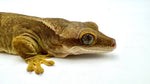 White Collar Slender Prehensile Tail Gecko