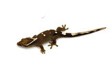 White Collar Slender Prehensile Tail Gecko