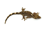 White Collar Sarasin's Gecko