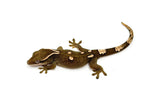 White Collar Sarasin's Gecko