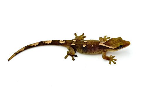 White Collar Slender Prehensile Tail Gecko