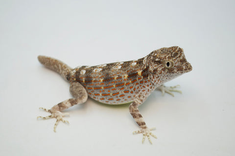 Scorpion Tailed Gecko