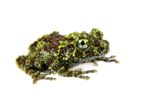 Vietnemese Mini Mossy Frog