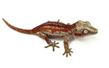 Red 6 Striped Gargoyle Gecko