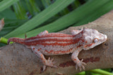 Red 6 Striped Gargoyle Gecko