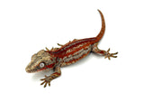Red 6 Striped Gargoyle Gecko