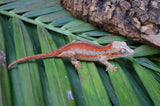 Red 6 Striped Gargoyle Gecko (Pennywise offspring)