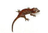 Red Skeleton Super Blotched Gargoyle Gecko