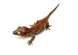 Red Skeleton Super Blotched Gargoyle Gecko